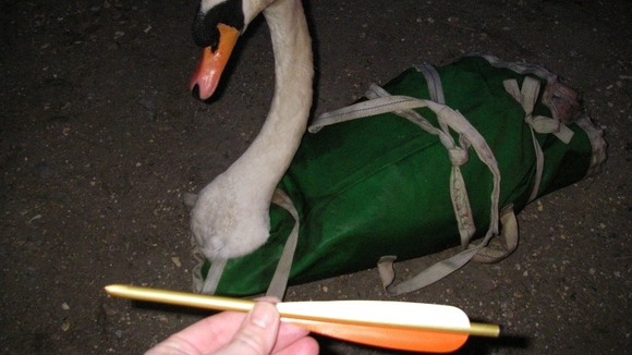 Swan crossbow