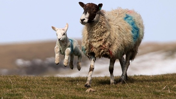 Sheep enjoying spring