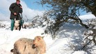 Farmer with sheep in snow