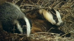 Badgers