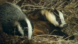 Badgers