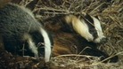 Badgers