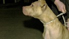 Dangerous dog