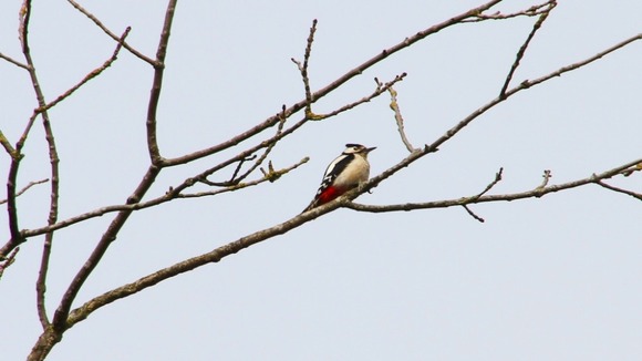 Skies clouding over behind a Lesser Spotted Woodpecker.