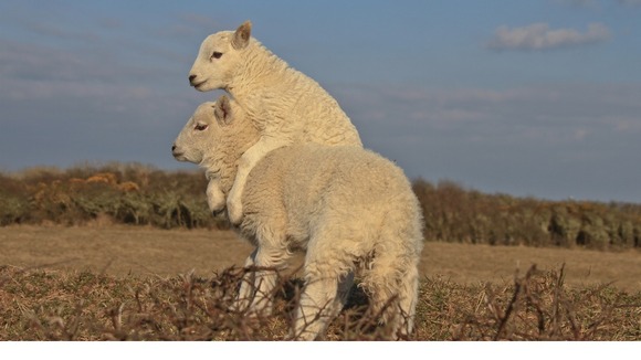 Frolicking sheep