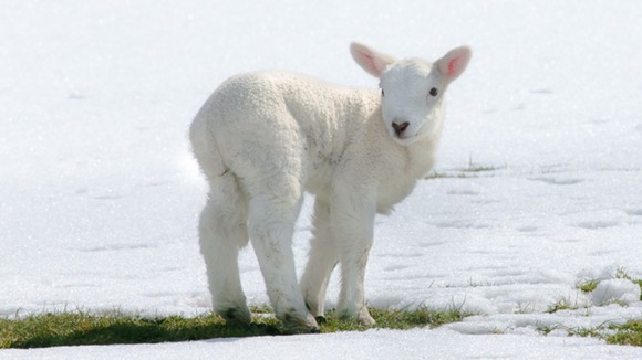 Baby lamb trying to avoid the cold