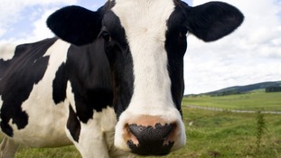 Cow