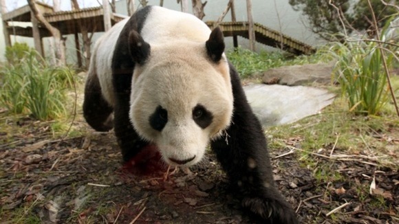 Male panda Yang Guang eats bamboo in a bid to bulk up ahead of breeding season.