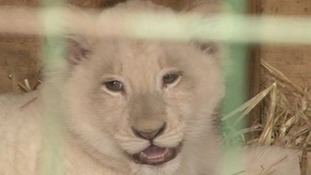 The rare white lion cub