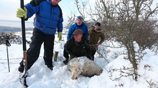 Sheep being dug from under snow
