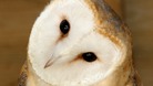 Barn owl
