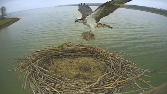 Cameras at Rutland Water record Osprey nests