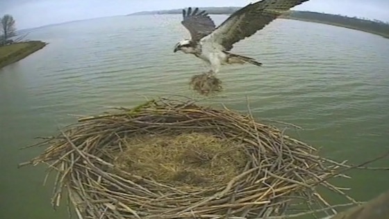 Cameras at Rutland Water record Osprey nests