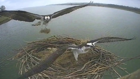 Ospreys nest building
