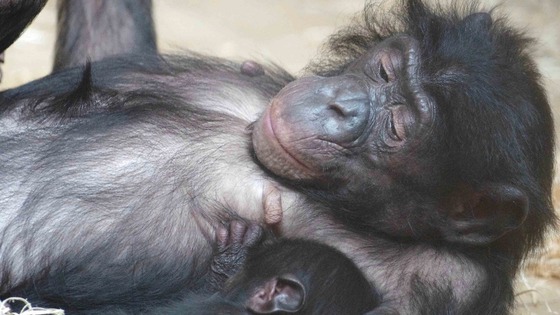 Twycross Zoo is the only place in the UK to house bonobos