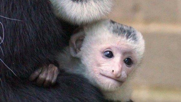 Anvil the baby colobus monkey
