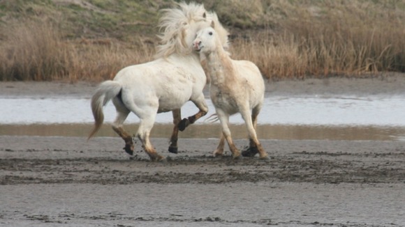 Ponies frolicking on a beach