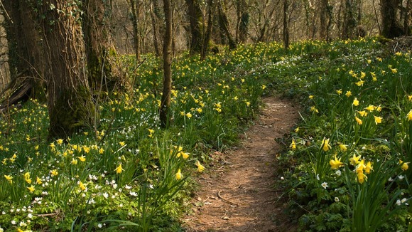 Woodland daffs