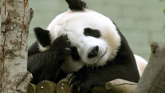 Tian Tian the Panda in her enclosure at Edinburgh Zoo