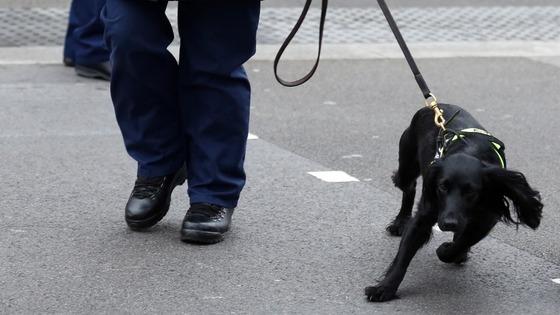 A police dog makes its way along Whitehall prior to the funeral service for Baroness Thatcher at St Paul's Cathedral.