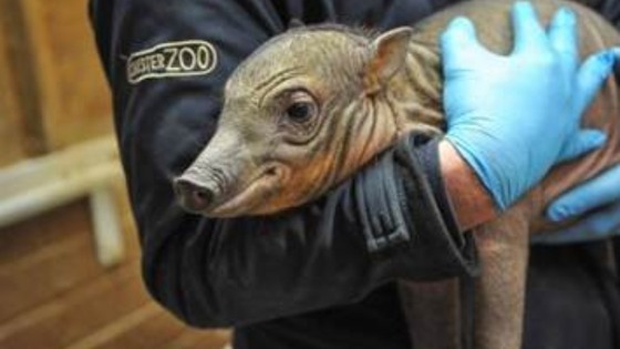 One of Chester Zoo's two rare Babirusa piglets