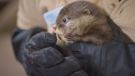Baby otter