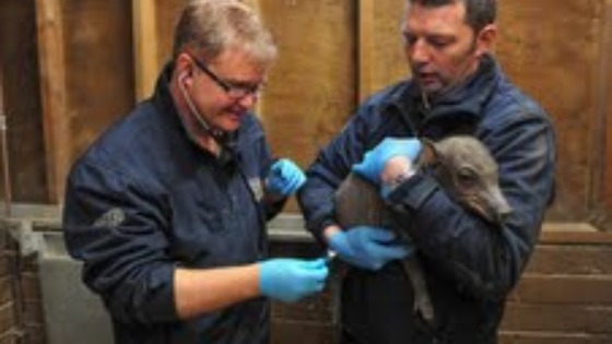 Vet Steve Unwin and keeper Phil Molyneux give one of the rare Babirusa piglets a health check