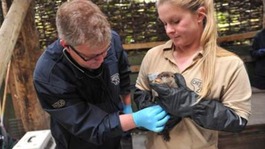 Vet Steve Unwin and keeper Hannah Sievewright give a health check to one of Chester Zoo’s new Asian short-clawed otter pups