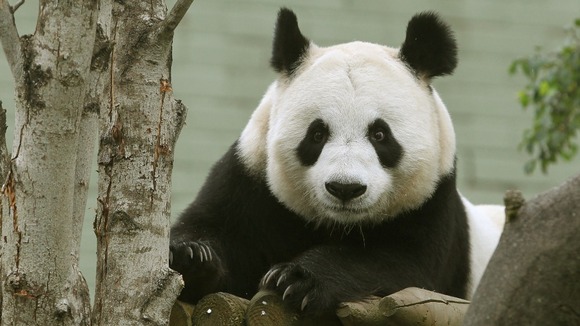 Tian Tian the Panda in her enclosure at Edinburgh Zoo on her ninth birthday.