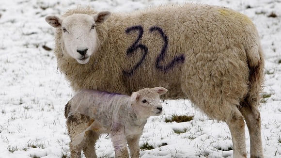 Defra has announced it will pay up to £250,000 to farmers who lost sheep killed in last month's freak snow in England.