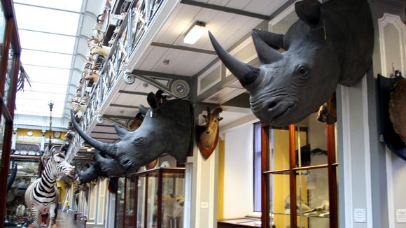 The eight horns could have a street value of £428 million