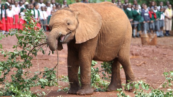 Tundani was transported via charter plane to the DSWT Nairobi Nursery