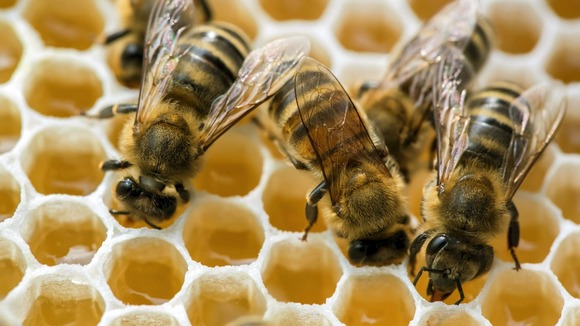 Police say the bees would have stung their assailant