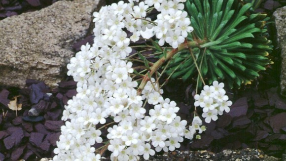 The plant has a silvery foliage topped with spikes of frothy white flowers