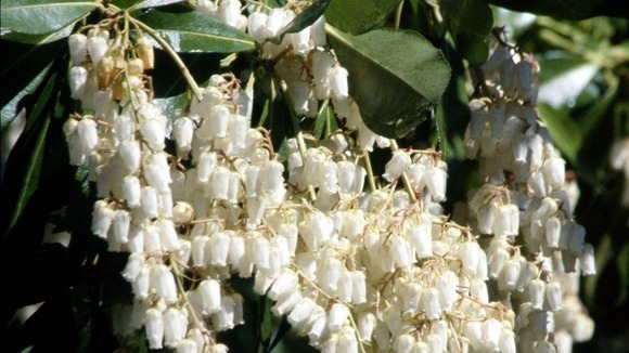 An evergreen shrub which was introduced by Victorian plant hunter George Forrest and made its debut at Chelsea in 1924