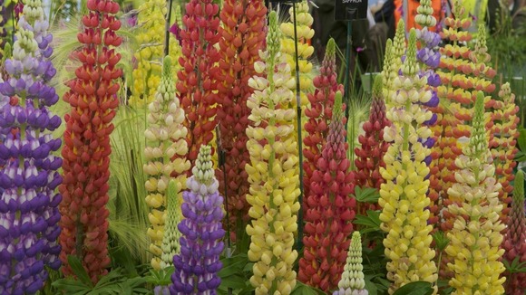 A rainbow palette of lupins unveiled by George Russell in 1938