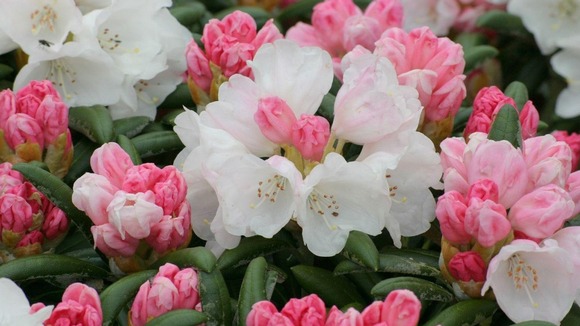 An evergreen species with bell-shaped white flowers, discovered on the Japanese island of Yakushima
