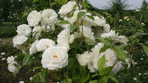 A pure white rose from German breeder Reimer Kordes which stole the show in 1958