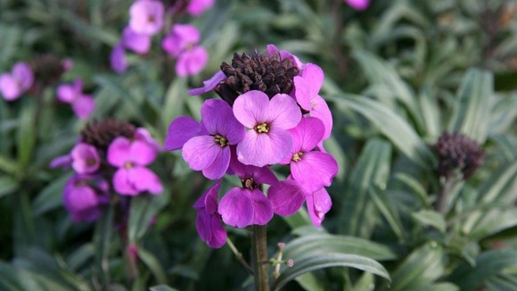 A perennial with mauve flowers that can flower almost all year