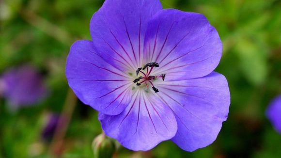 A tall, fast-growing geranium with violet-blue flowers streaked with red