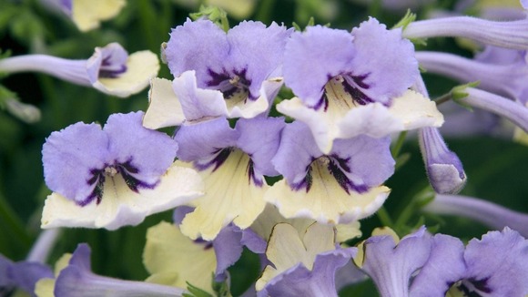 Short flower stems and compact leaves