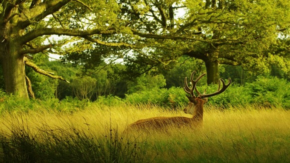 A deer in Richmond Park