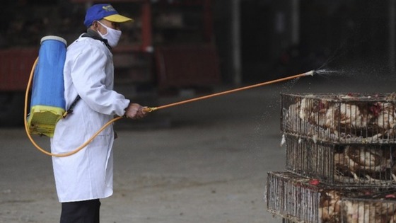 An employee wearing a protection suit sprays disinfectant on chickens at a poultry market in Hefei, Anhui province.