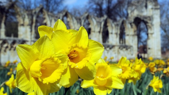 An apt metaphor? Daffodils on display amidst ruins in York