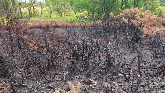 Fire crews dealt with 279 arson incidents in Cleveland over Easter.