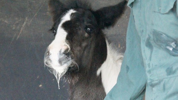 Rescued foal doing well at Redwings