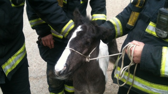 Rescued foal with London Fire Brigade rescuers