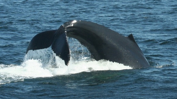A Humpback whale lobtailing