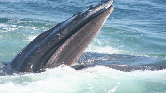 A Humpback whale feeding