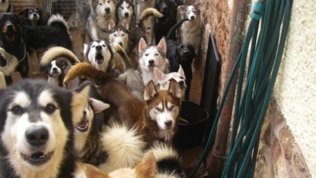 Dogs